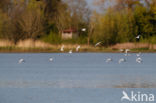 Dwergmeeuw (Larus minutus)