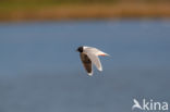 Dwergmeeuw (Larus minutus)