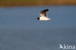 Dwergmeeuw (Larus minutus)