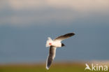 Dwergmeeuw (Larus minutus)