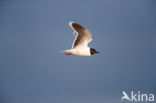 Dwergmeeuw (Larus minutus)