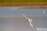 Dwergmeeuw (Larus minutus)