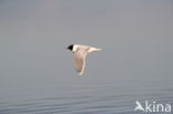 Dwergmeeuw (Larus minutus)