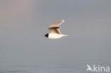 Dwergmeeuw (Larus minutus)