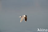 Dwergmeeuw (Larus minutus)