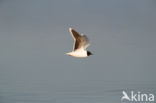 Dwergmeeuw (Larus minutus)