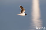 Dwergmeeuw (Larus minutus)