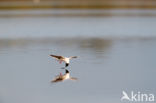 Dwergmeeuw (Larus minutus)