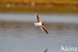 Little Gull (Larus minutus)
