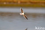 Dwergmeeuw (Larus minutus)