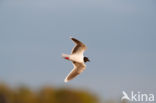 Dwergmeeuw (Larus minutus)