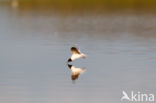 Dwergmeeuw (Larus minutus)