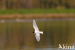 Dwergmeeuw (Larus minutus)