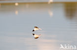 Dwergmeeuw (Larus minutus)