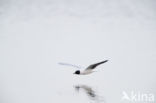 Dwergmeeuw (Larus minutus)