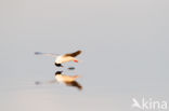 Dwergmeeuw (Larus minutus)