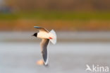 Dwergmeeuw (Larus minutus)