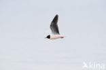 Dwergmeeuw (Larus minutus)