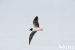 Dwergmeeuw (Larus minutus)