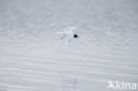 Dwergmeeuw (Larus minutus)