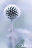 Kogeldistel (Echinops bannaticus)