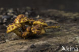 Goudvliesbundelzwam (Pholiota aurivella)