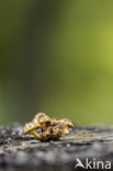 Goudvliesbundelzwam (Pholiota aurivella)