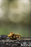 Goudvliesbundelzwam (Pholiota aurivella)