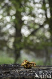 Goudvliesbundelzwam (Pholiota aurivella)