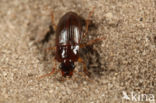 Herfstkruiper (Harpalus autumnalis)