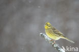 Yellowhammer (Emberiza citrinella)