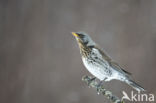 Kramsvogel (Turdus pilaris)