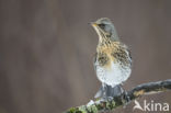 Kramsvogel (Turdus pilaris)