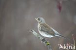 Kramsvogel (Turdus pilaris)