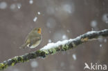 European Robin (Erithacus rubecula)