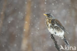 Fieldfare (Turdus pilaris)