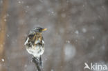 Fieldfare (Turdus pilaris)