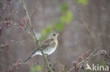 Kramsvogel (Turdus pilaris)