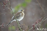 Kramsvogel (Turdus pilaris)