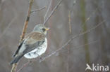 Kramsvogel (Turdus pilaris)