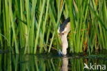 Little Bittern (Ixobrychus minutus)