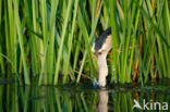 Little Bittern (Ixobrychus minutus)