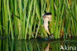 Little Bittern (Ixobrychus minutus)