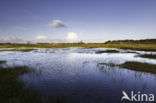 Amsterdamse Waterleidingduinen