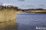 Riet (Phragmites australis)