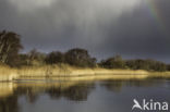 Riet (Phragmites australis)