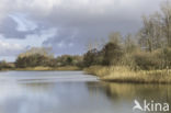 Riet (Phragmites australis)