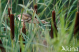 Little Bittern (Ixobrychus minutus)