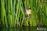 Little Bittern (Ixobrychus minutus)