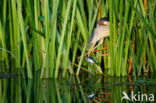 Little Bittern (Ixobrychus minutus)